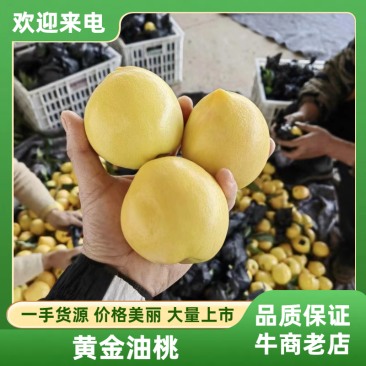 黄金油桃支持视频看货产地直发，支持线上安全保障交易