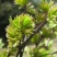 杜仲雄花杜仲雄花茶杜仲雄花一件代发
