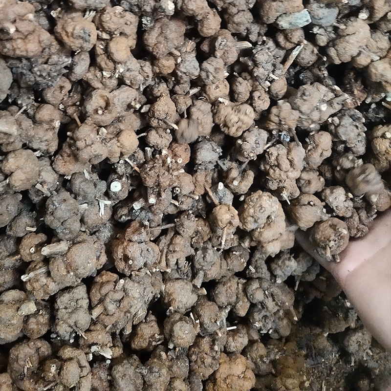 云南消留果黄花香果香树瘤消留过路黄寄生消流