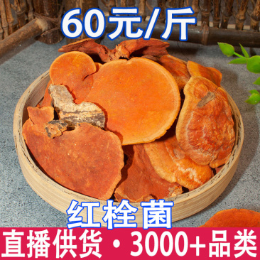 红栓菌牛樟芝批发量大从优