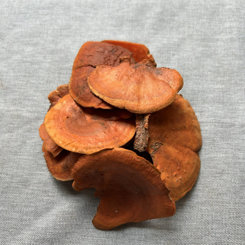 红栓菌牛樟芝批发量大从优