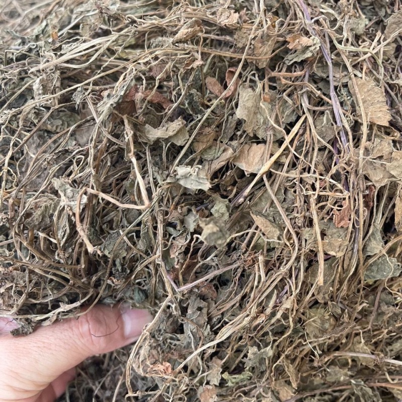 批发连线草精选新货晒干广金钱草茶铜钱草金钱草落地金