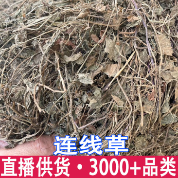 批发连线草精选新货晒干广金钱草茶铜钱草金钱草落地金