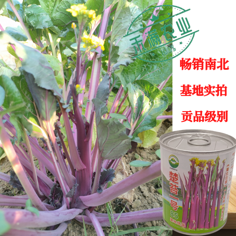 罐装正宗红菜苔种子洪山菜苔种籽晚熟秋季抗病秋播耐寒紫菜苔