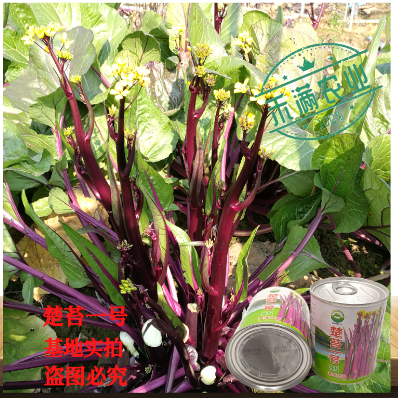 罐装正宗红菜苔种子洪山菜苔种籽晚熟秋季抗病秋播耐寒紫菜苔