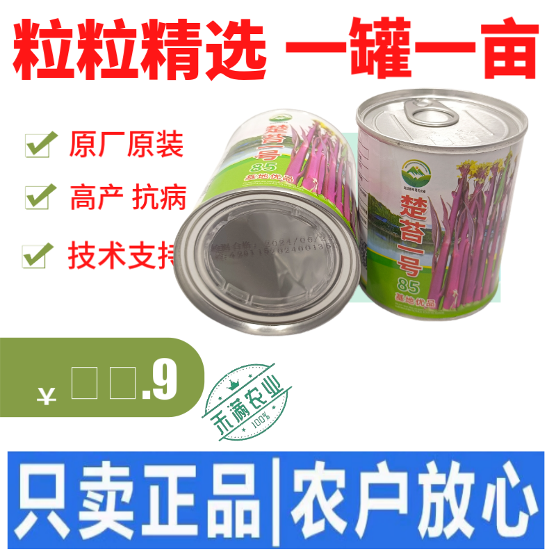罐装正宗红菜苔种子洪山菜苔种籽晚熟秋季抗病秋播耐寒紫菜苔
