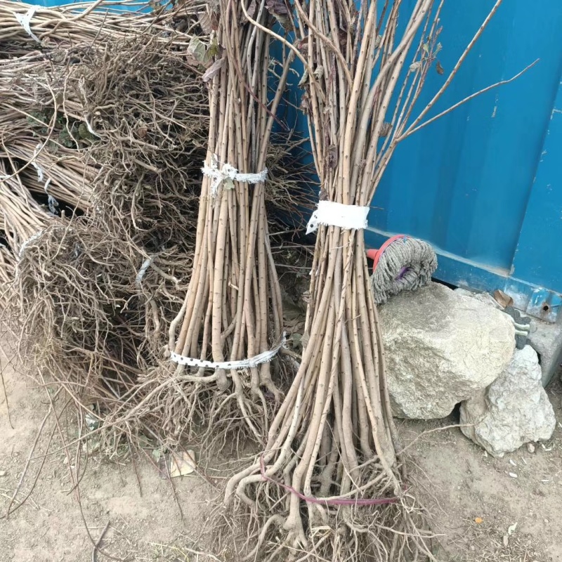 黄枦树苗一年生黄栌苗至5年生黄栌树苗