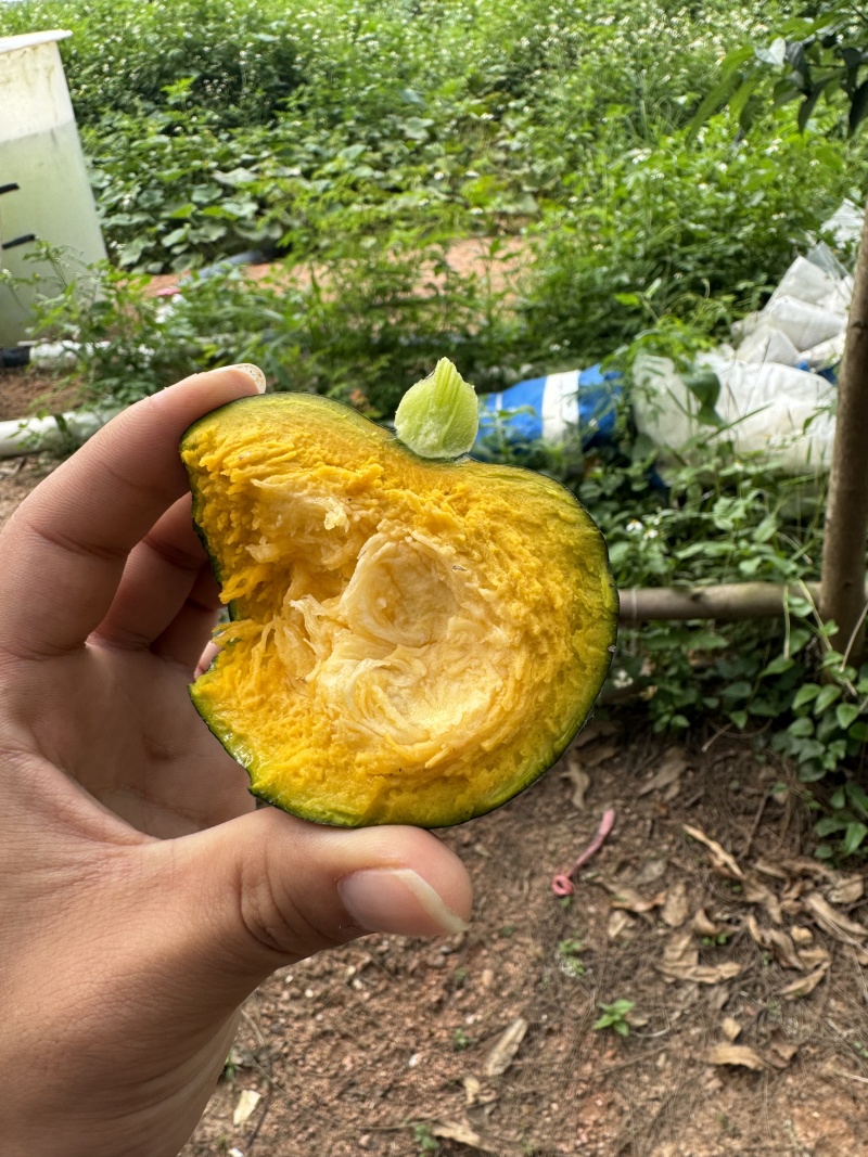 山东精品贝贝南瓜大量上市中粉糯香甜口感好对接市场商超