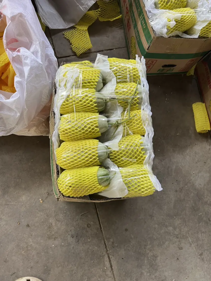 精品博洋甜瓜羊角蜜甜瓜博洋9号产地一手货源长期供应