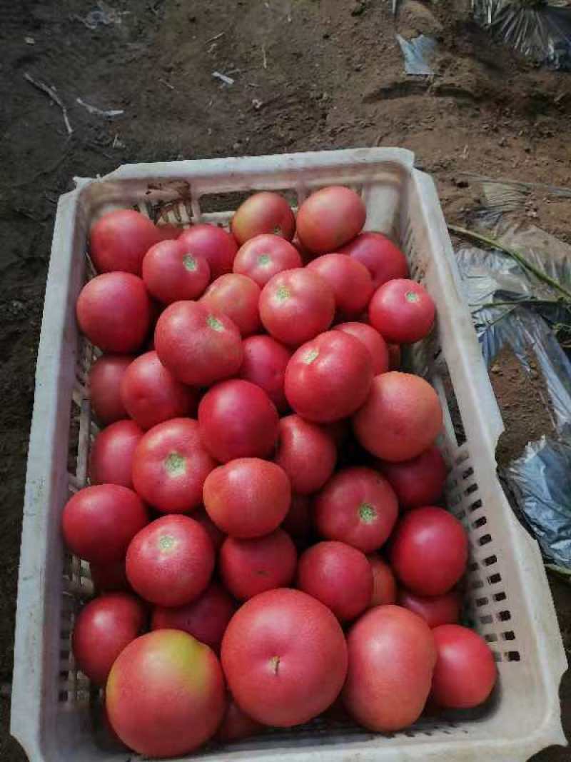 精品西红柿硬粉西红柿产地直发自家种植欢迎咨询合作