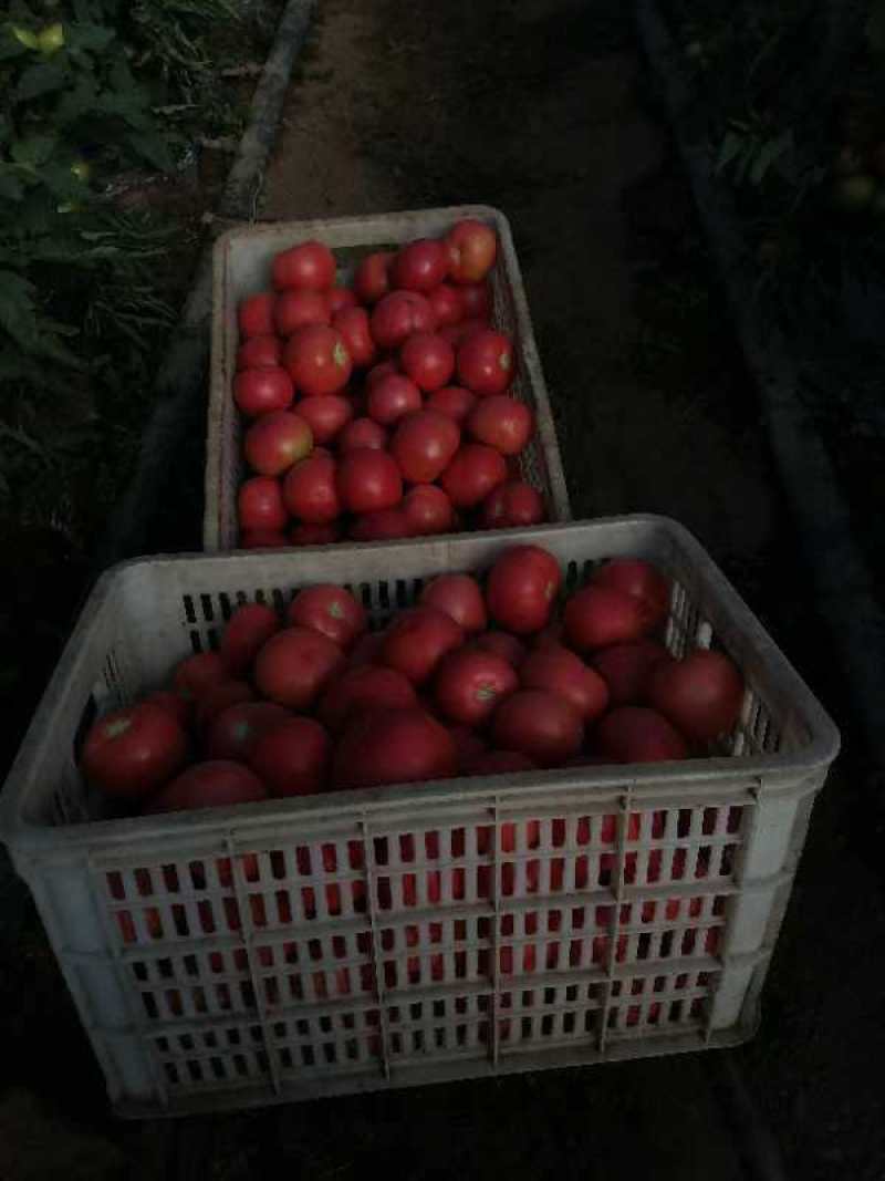 精品西红柿硬粉西红柿产地直发自家种植欢迎咨询合作