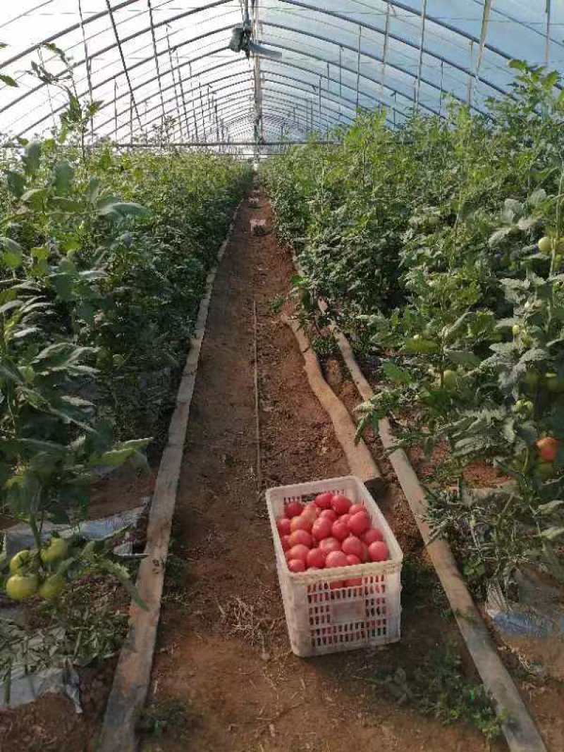 精品西红柿硬粉西红柿产地直发自家种植欢迎咨询合作