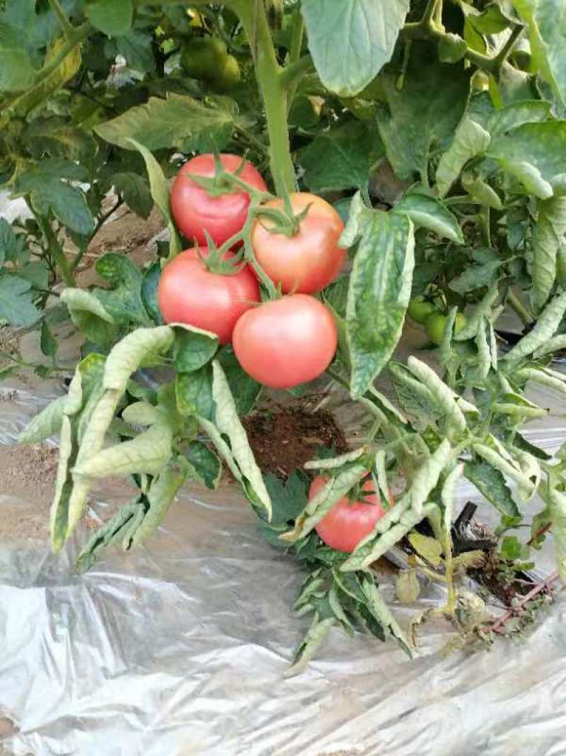 精品西红柿硬粉西红柿产地直发自家种植欢迎咨询合作