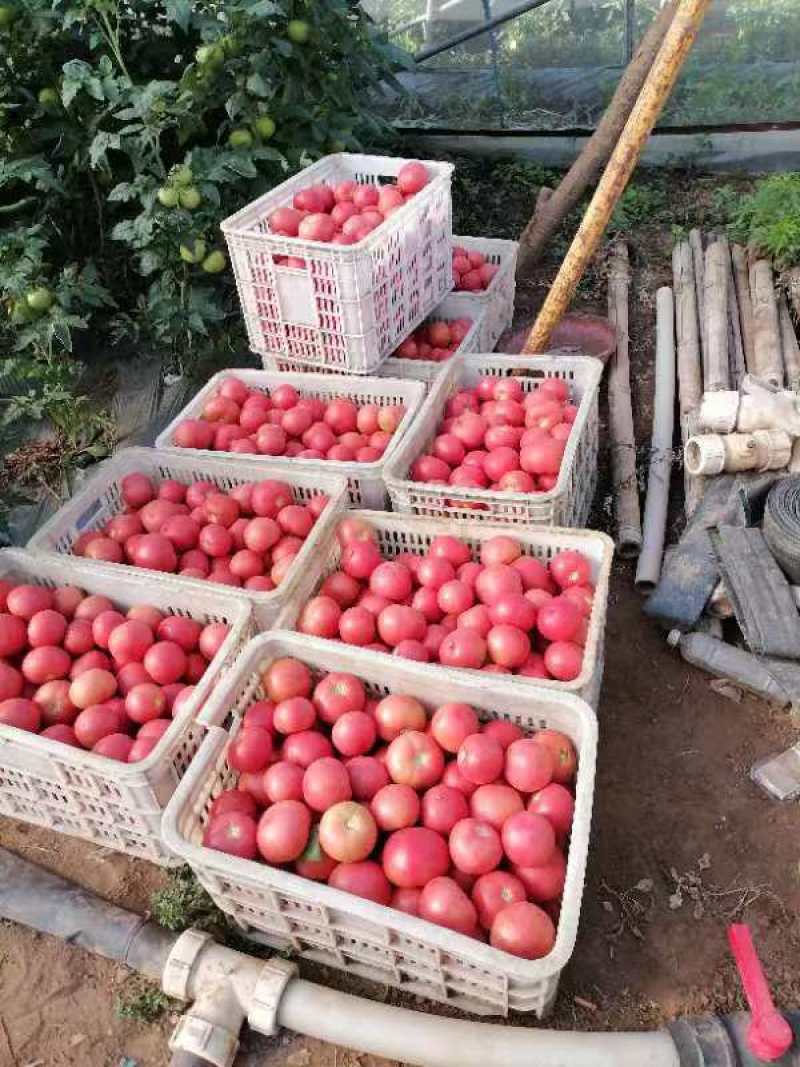 精品西红柿硬粉西红柿产地直发自家种植欢迎咨询合作