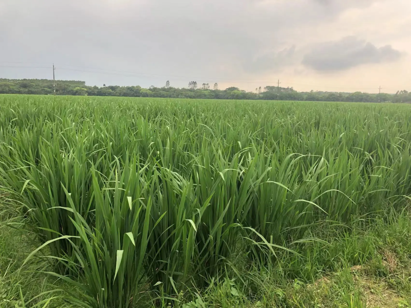 四川美人茭白，北京茭，大量现货供应，规格齐全代发全国