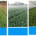 汽油勺式播种机勺式精播机多功能播种机菠菜香菜大葱育苗播种