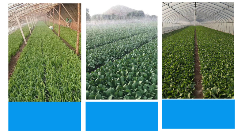 汽油勺式播种机勺式精播机多功能播种机菠菜香菜大葱育苗播种