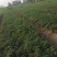 安徽天仙醉草莓苗技术支持苗厂直发自家货源欢迎咨询