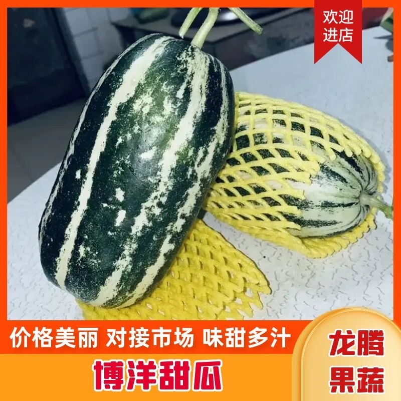 精品博洋甜瓜羊角蜜甜瓜博洋9号产地一手货源长期供应