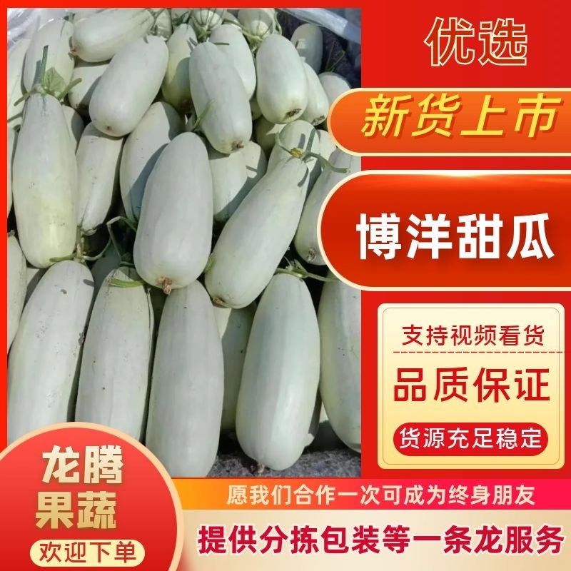 【荐】星甜24博洋甜瓜绿宝羊角蜜产地直发大量供应