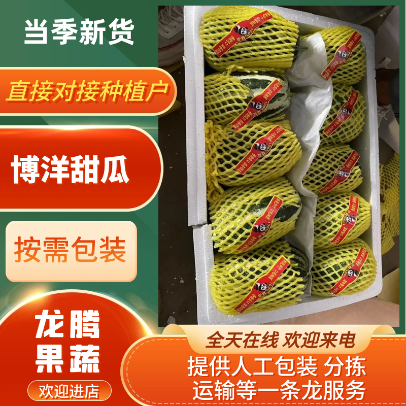 河北青县精品花蕾甜瓜羊角蜜等欢迎全国客户联系