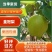 皇冠梨河北沧州皇冠梨大量供应中产地直发量大优惠