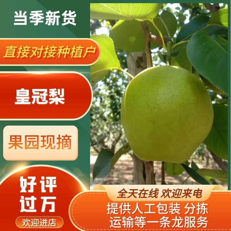 皇冠梨河北沧州皇冠梨大量供应中产地直发量大优惠