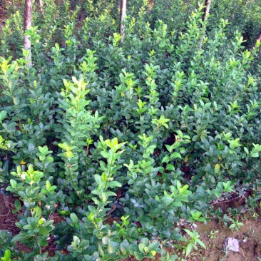 大叶扶芳藤直立扶芳藤卫矛基地