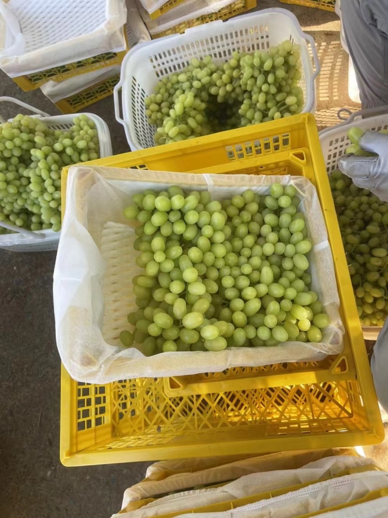 无核白葡萄新疆葡萄产地直发电商市场商超