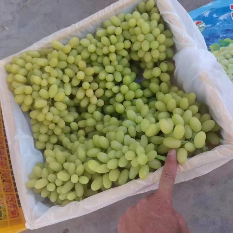 无核白葡萄新疆葡萄产地直发电商市场商超