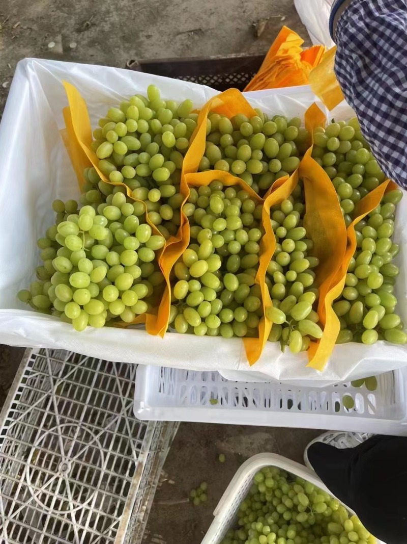 无核白葡萄新疆葡萄产地直发电商市场商超