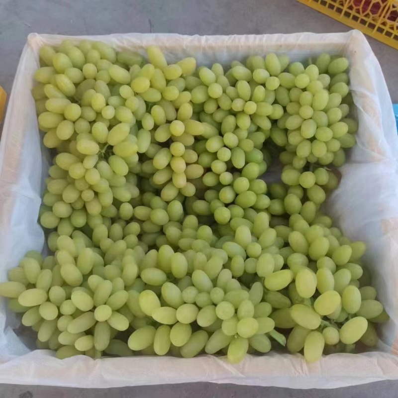无核白葡萄新疆葡萄产地直发电商市场商超