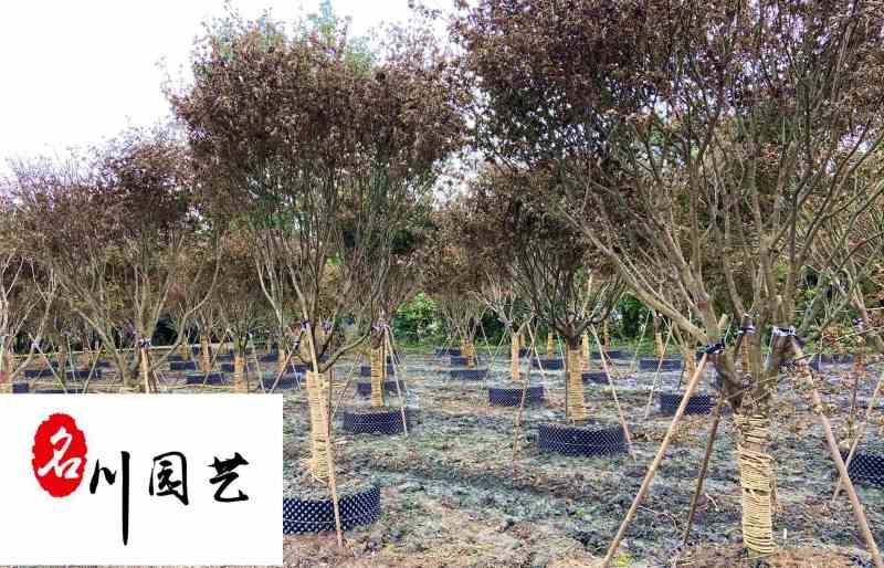 成都基地出售精品红枫10-20公分红枫价格树形好