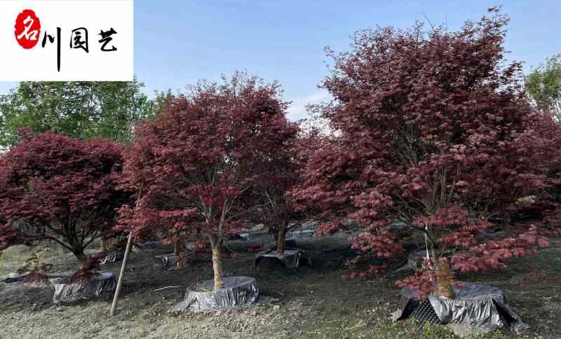 成都基地出售精品红枫10-20公分红枫价格树形好