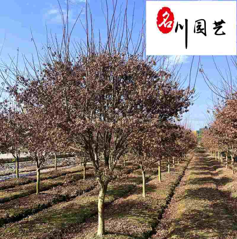 成都基地出售精品红枫10-20公分红枫价格树形好