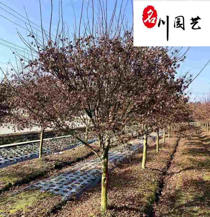 成都基地出售精品红枫10-20公分红枫价格树形好