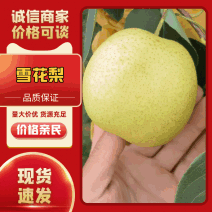 【优选】云南梨子雪花梨-产地直发-诚信经营-价格优惠