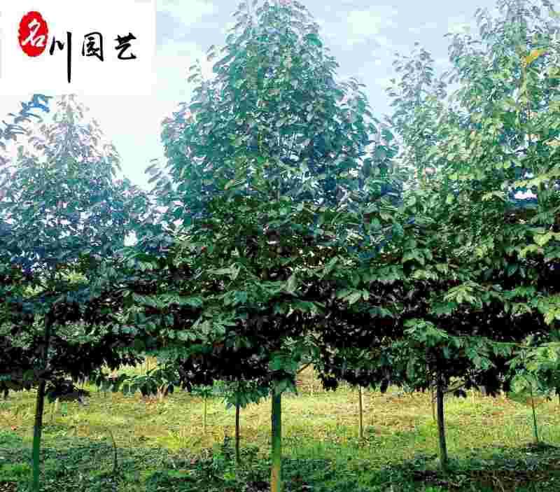 乐昌含笑5-15公分成都苗木基地直供树形好欢迎来点