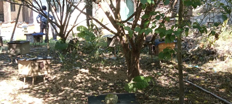 蜂蜜土蜂蜜基地供应全国直发量大质优价优欢迎电联