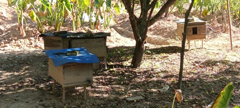 蜂蜜土蜂蜜基地供应全国直发量大质优价优欢迎电联