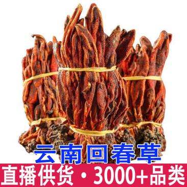 回春草云南回春草深山采摘