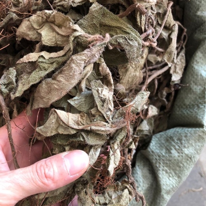 虎舌红虎脷红地毯红毛毡红毛毡老虎利天仙红农
