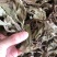 虎舌红虎脷红地毯红毛毡红毛毡老虎利天仙红农