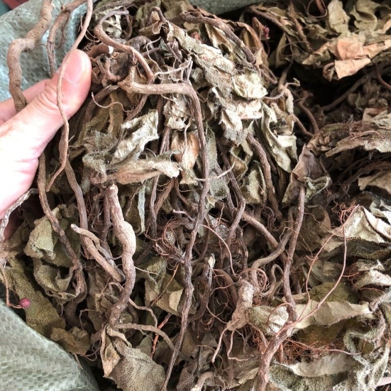 虎舌红虎脷红地毯红毛毡红毛毡老虎利天仙红农