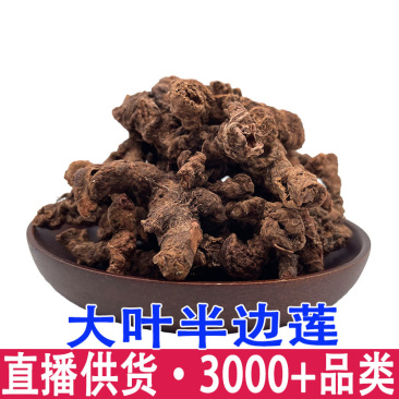 正宗大叶半边莲异叶茴芹乙阴莲葡萄叶秋海新货正品