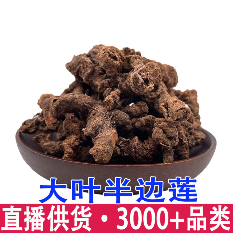 正宗大叶半边莲异叶茴芹乙阴莲葡萄叶秋海新货正品