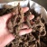 正宗大叶半边莲异叶茴芹乙阴莲葡萄叶秋海新货正品