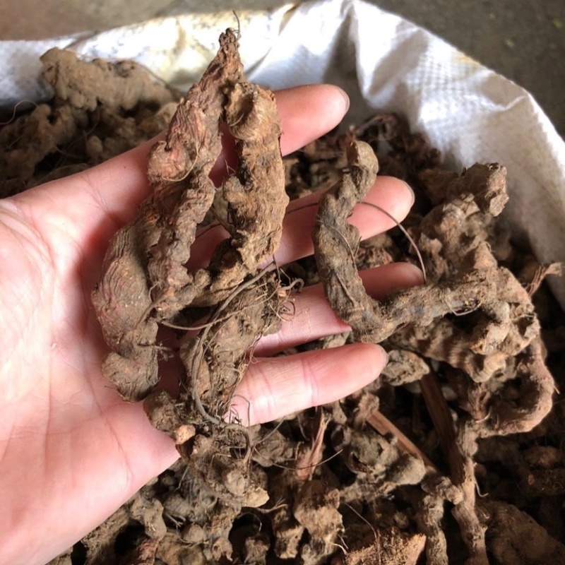 正宗大叶半边莲异叶茴芹乙阴莲葡萄叶秋海新货正品