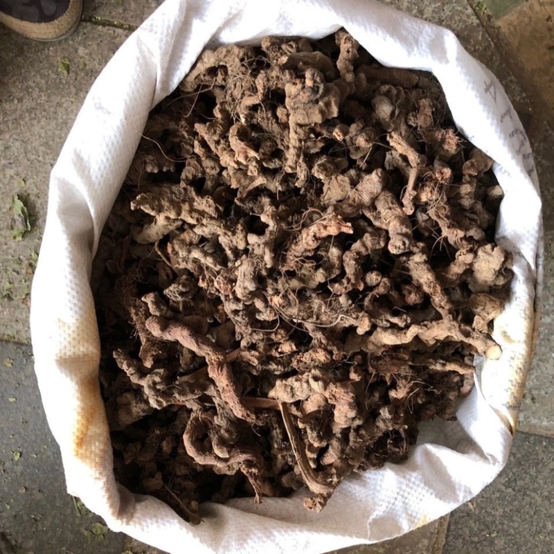 正宗大叶半边莲异叶茴芹乙阴莲葡萄叶秋海新货正品