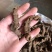 正宗大叶半边莲异叶茴芹乙阴莲葡萄叶秋海新货正品